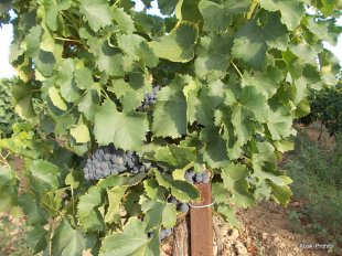 Camping Montrose (1)