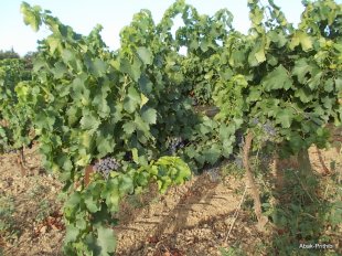 Camping Montrose (2)