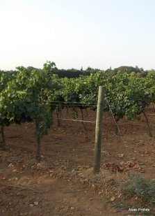 Camping Montrose (44)