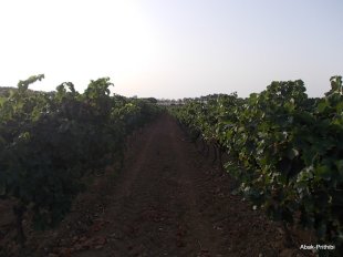 Camping Montrose (45)