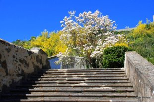 lyon (1)