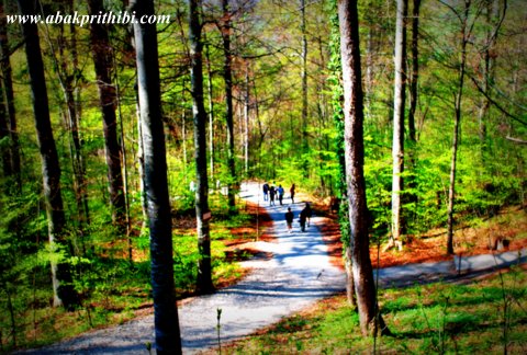 Two roads diverged in a wood (2)